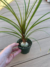 Load image into Gallery viewer, Ponytail Palm, Beaucarnea recurvata, bottle palm
