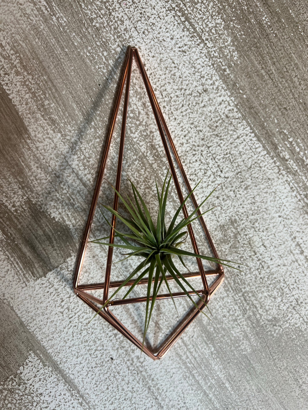 Air Plant holder in rose gold