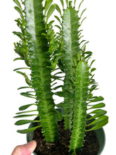 Load image into Gallery viewer, Euphorbia trigona 6”
