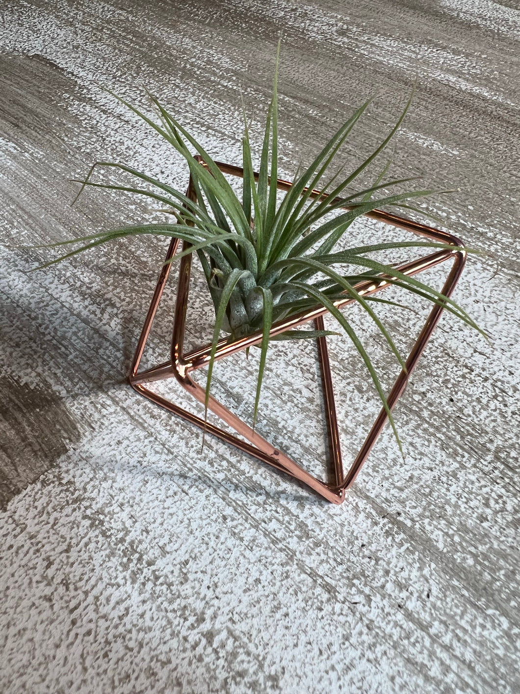 Air Plant holder in rose gold