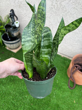 Load image into Gallery viewer, Sansevieria Robusta, Snake plant 6”

