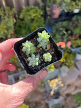 Load image into Gallery viewer, Donkey Tail Succulent, Sedum Morganianum
