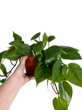 Load image into Gallery viewer, Green Heart Philodendron 6&quot; hanging basket
