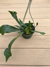 Load image into Gallery viewer, Staghorn fern
