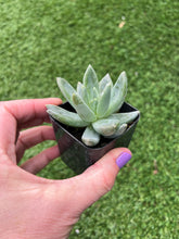 Load image into Gallery viewer, Pachyphytum Little Jewel, 2”
