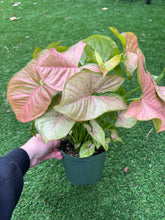 Load image into Gallery viewer, Syngonium pink allusion 6”
