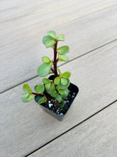 Load image into Gallery viewer, Portulacaria afra dechmbent, &#39;Jade Plant&#39;, Elephant bush, succulent, 2in,
