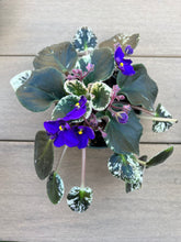 Load image into Gallery viewer, Variegated African violet purple
