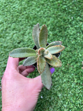 Load image into Gallery viewer, Kalanchoe tomentosa &#39;Chocolate Soldier&#39; 2”
