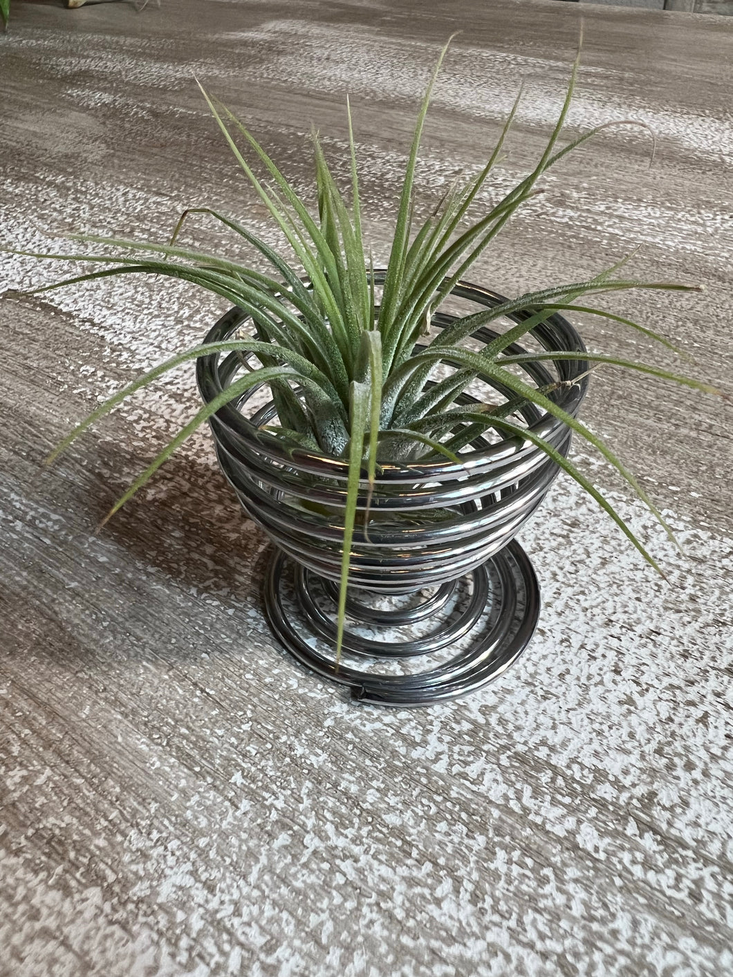 Air Plant holder in silver