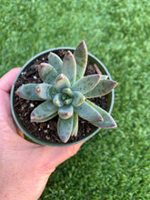 Load image into Gallery viewer, Pachyphytum Little Jewel, 4”
