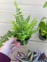 Load image into Gallery viewer, fluffy ruffle fern, 4”
