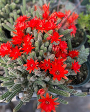 Load image into Gallery viewer, Peanut cactus Echinopsis Chamaecereus 6”
