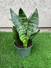 Load image into Gallery viewer, Sansevieria Robusta, Snake plant 6”
