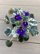 Load image into Gallery viewer, Variegated African violet purple
