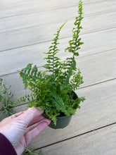 Load image into Gallery viewer, fluffy ruffle fern, 4”
