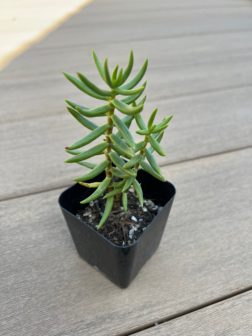 Mini Pine Tree Succulent - Crassula Tetragona - 4 inch