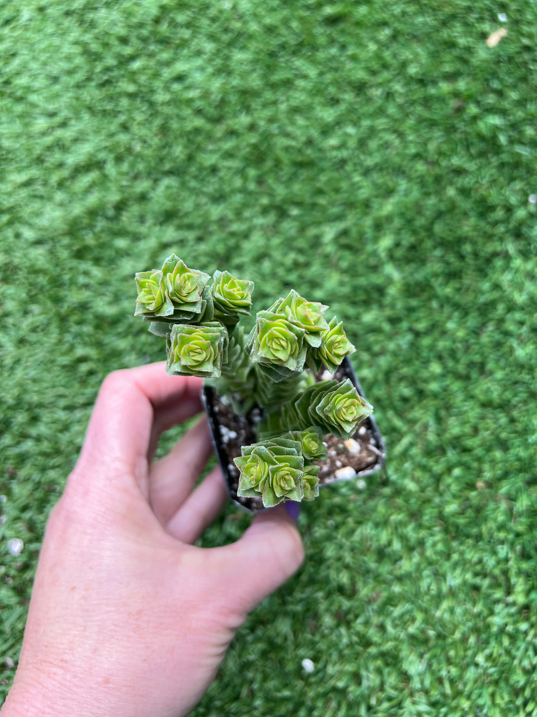 Crassula String of Buttons, 2”