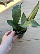 Load image into Gallery viewer, Sansevieria moonshine 4” Snake Plant
