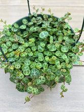 Load image into Gallery viewer, String of turtles, peperomia prostrata 6”
