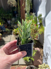 Load image into Gallery viewer, Aloe Juvenna
