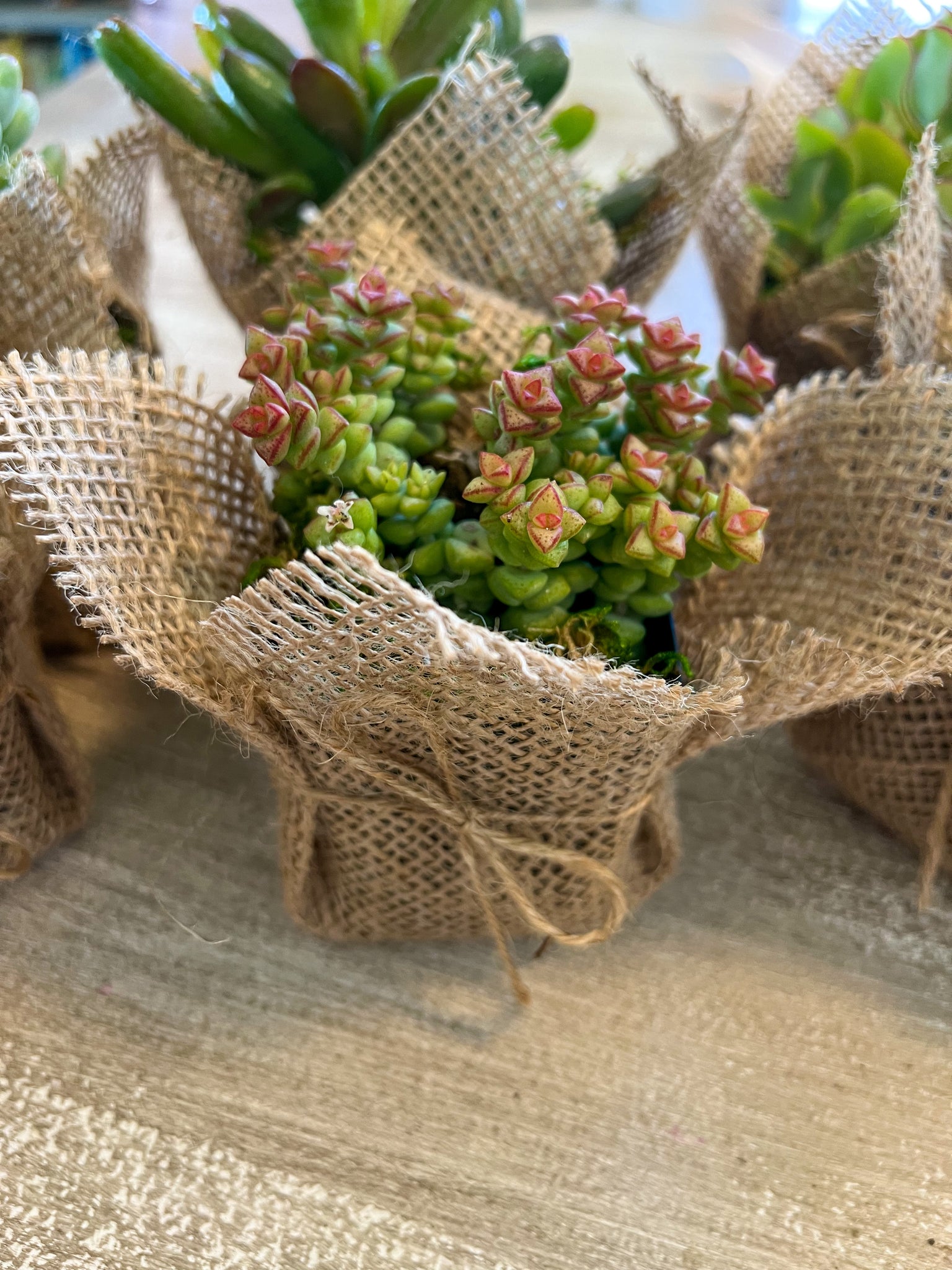 Succulent Wedding favors/party favors 2” – Plants4Love