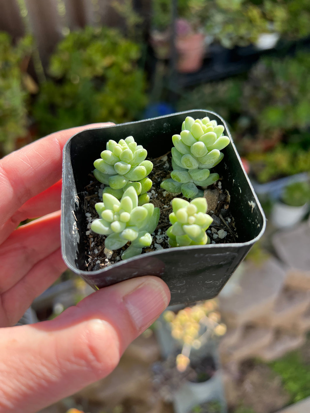 Donkey Tail Succulent, Sedum Morganianum