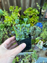 Load image into Gallery viewer, Corpuscularia Lehmannii, Ice Plant, succulent
