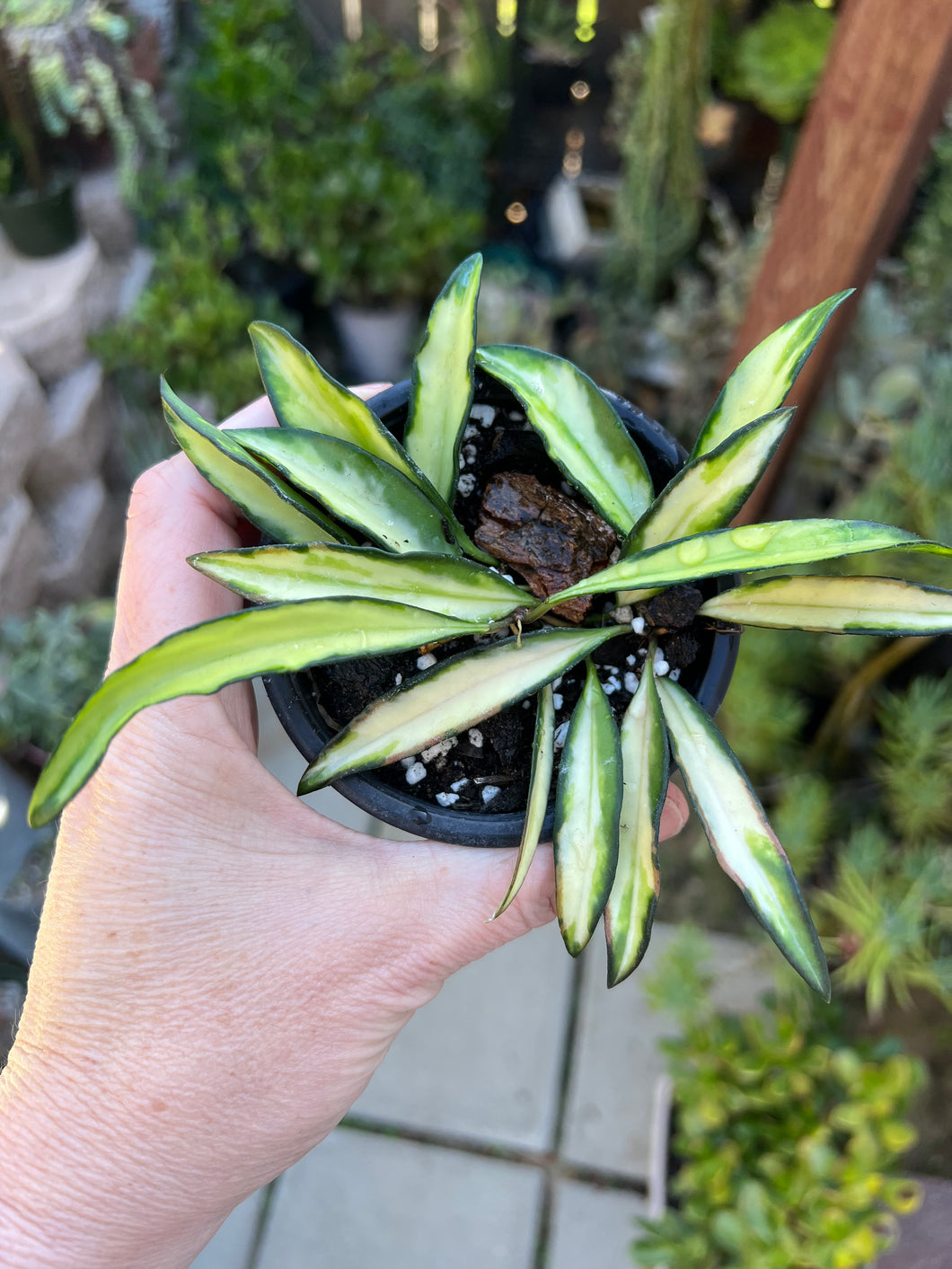 Hoya Kentiana varagata