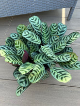 Load image into Gallery viewer, Ctenanthe burle-marxii, fishbone prayer plant
