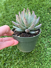 Load image into Gallery viewer, Pachyphytum Little Jewel, 4”
