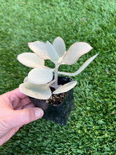 Load image into Gallery viewer, Silver Spoons Succulent, Kalanchoe hildebrandtii 2”
