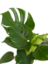 Load image into Gallery viewer, Monstera Deliciosa &quot;Split Leaf&quot; 6”

