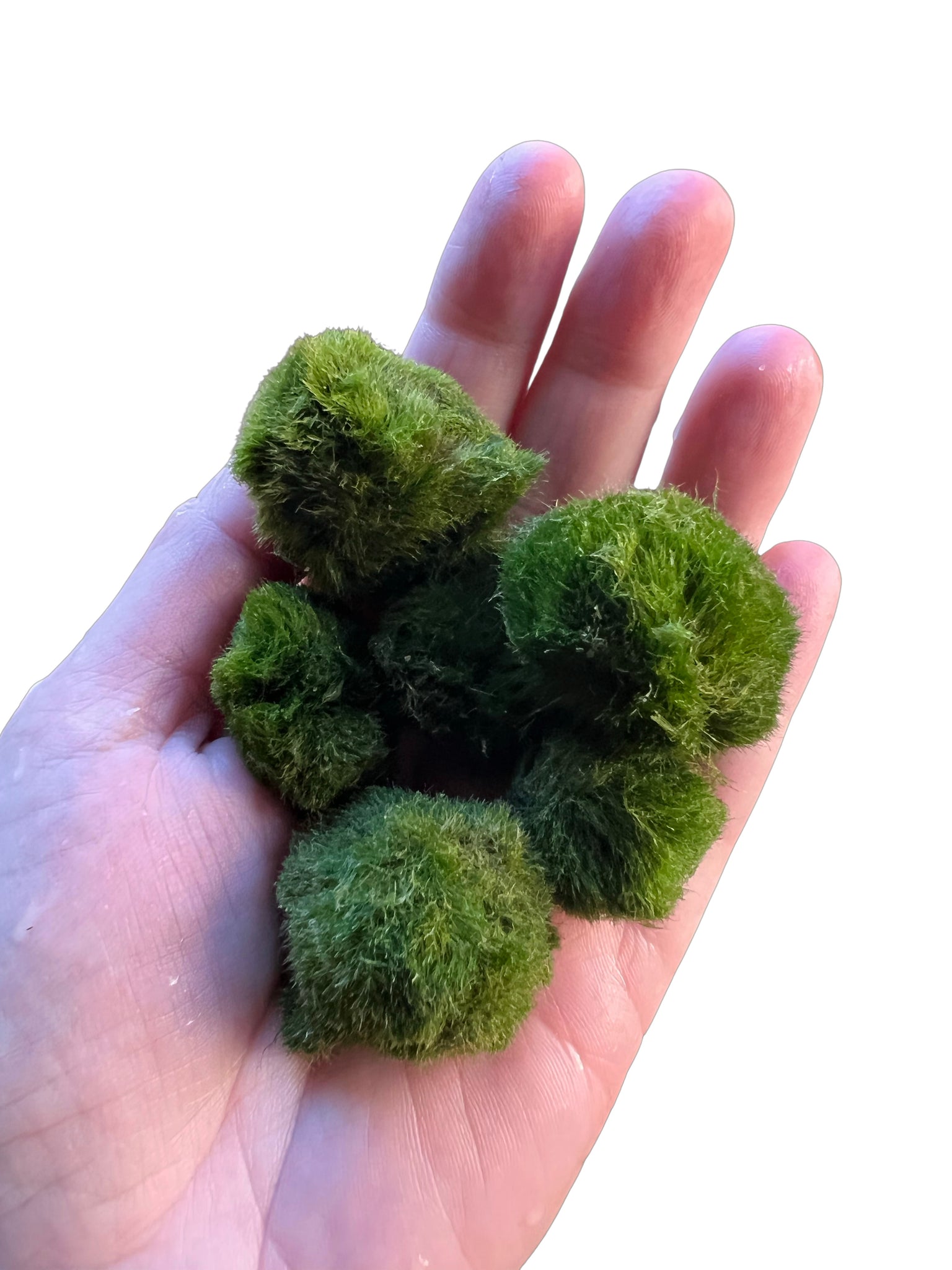 Marimo moss balls Live aquarium plant 1” (Remember to order heat packing if  needed)
