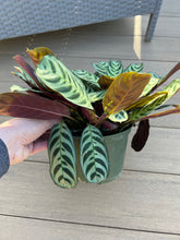 Load image into Gallery viewer, Ctenanthe burle-marxii, fishbone prayer plant
