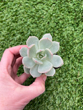 Load image into Gallery viewer, Graptoveria Moonglow, 2”

