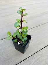 Load image into Gallery viewer, Portulacaria afra dechmbent, &#39;Jade Plant&#39;, Elephant bush, succulent, 2in,
