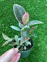 Load image into Gallery viewer, Ruby Ficus Rubber Tree 4&quot;
